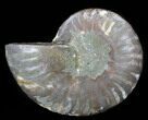 Agatized Ammonite Fossil (Half) #38779-1
